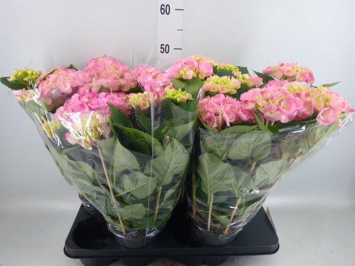 <h4>Hydrangea mac. 'Hovaria'</h4>