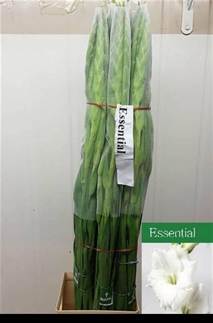 <h4>GLAD GR ESSENTIAL</h4>