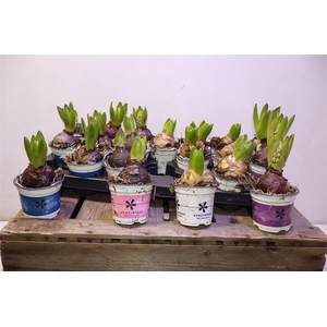 arr8 Hyacin Gem 4 Kl