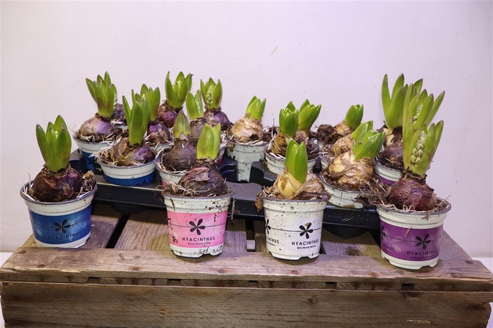 <h4>arr8 Hyacin Gem 4 Kl</h4>