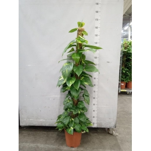 Epipremnum pinn.   ...moss stick