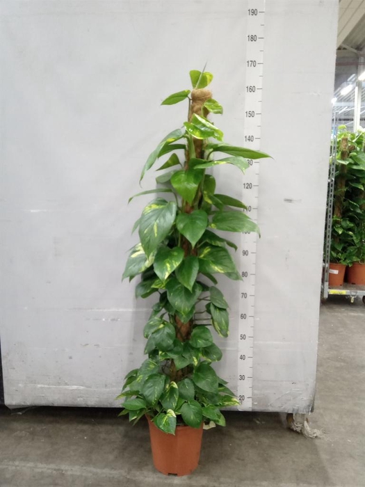 <h4>Epipremnum pinn.   ...moss stick</h4>