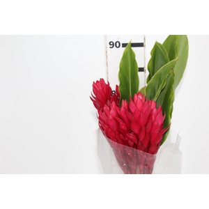 ALPINIA PURPURATA VERMELHA