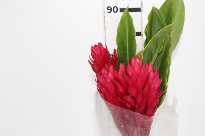 <h4>ALPINIA PURPURATA VERMELHA</h4>