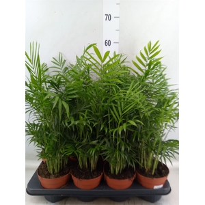 Chamaedorea elegans