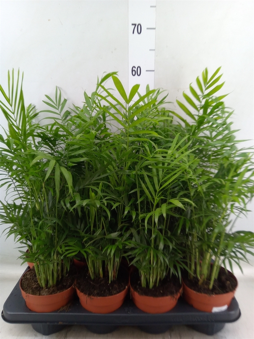 <h4>Chamaedorea elegans</h4>