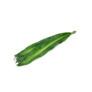 Drac. Massangeana 50cm