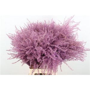 Dried Stipa Feather Milka P Stem