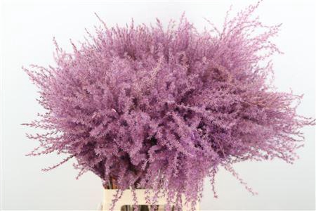 <h4>Dried Stipa Feather Milka P Stem</h4>