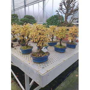 Ulmus parvifolia, 13cm.