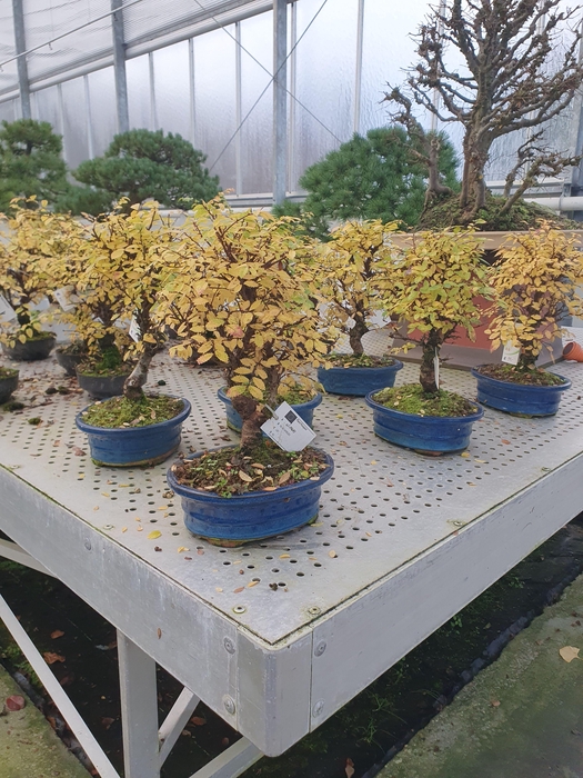 <h4>Ulmus parvifolia, 13cm.</h4>