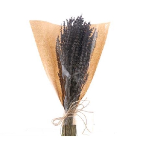 Lavendel Gedroogd In Hoes