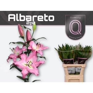 LI OT ALBARETO