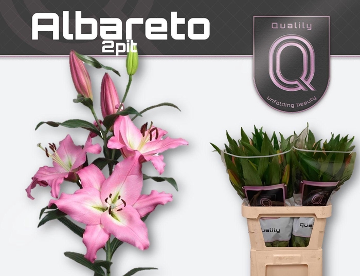 <h4>LI OT ALBARETO</h4>