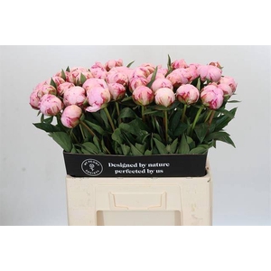 Paeonia sarah bernhardt