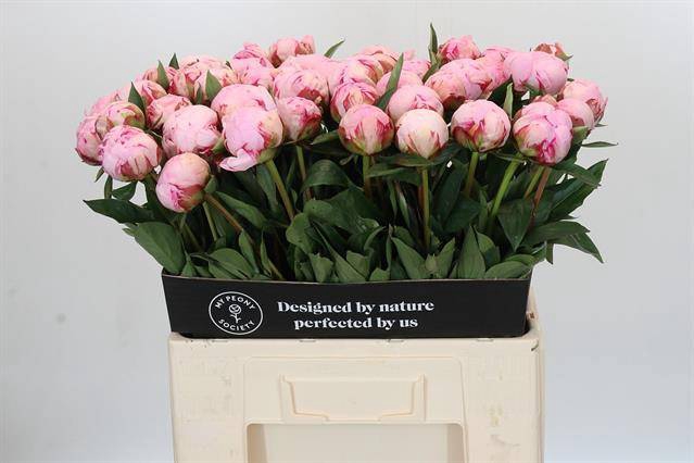Paeonia sarah bernhardt