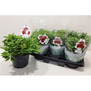 Alst Inca Collec Bandit Red