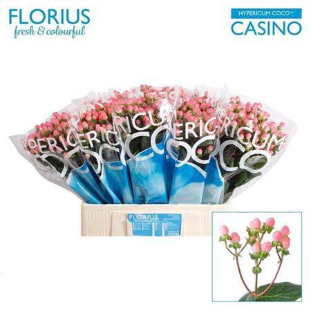 <h4>Hyp Coco Casino 60cm</h4>