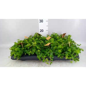 Peperomia rotundifolia