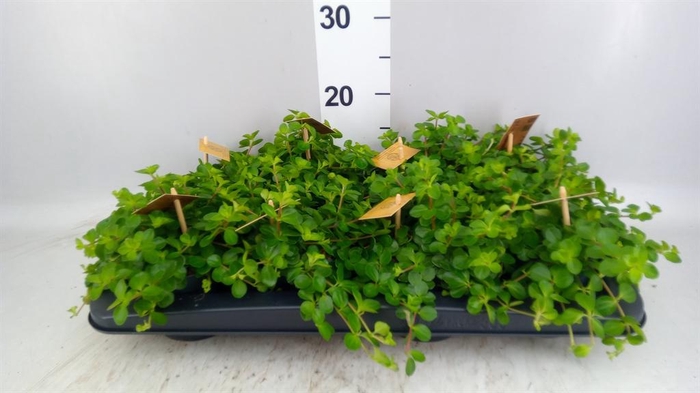 Peperomia rotundifolia