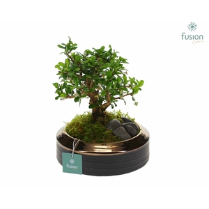 Schaal keramiek brons Medium met Bonsai