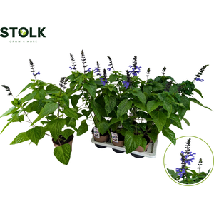 Salvia 17cm 'Black & Bloom' XL