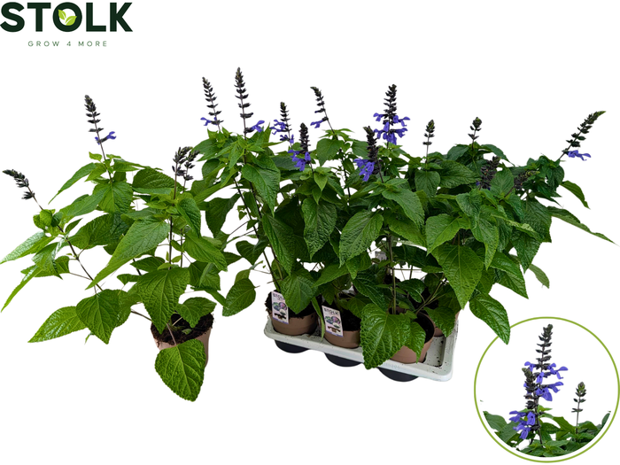 <h4>Salvia 17cm 'Black & Bloom' XL</h4>