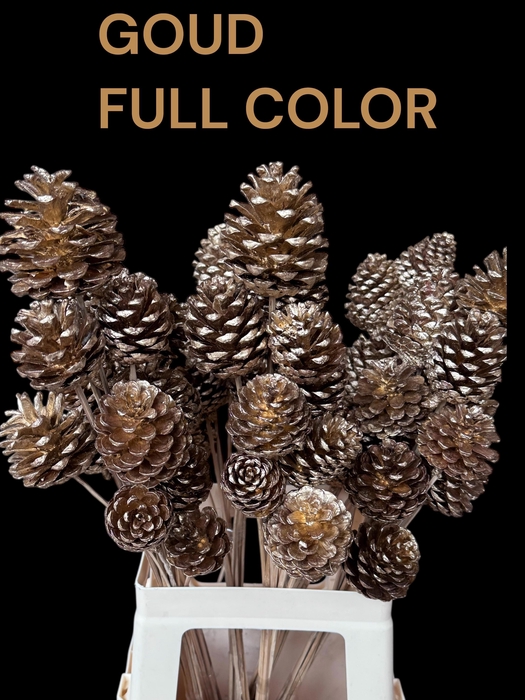 <h4>DENNEAPP G OP ST H%</h4>