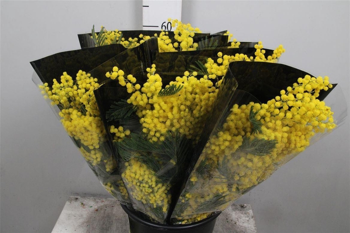 <h4>Acacia Mirandol Per Bunch 200 Gram</h4>