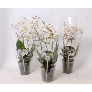 Phal. Multiflora 4-tak 