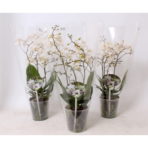 Phal. Multiflora 4-tak 