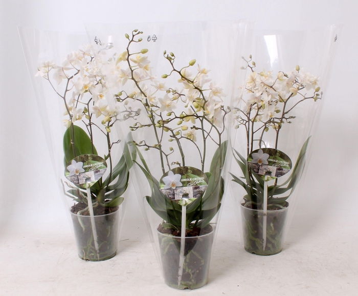 <h4>Phal. Multiflora 4-tak "Soft Cloud"</h4>