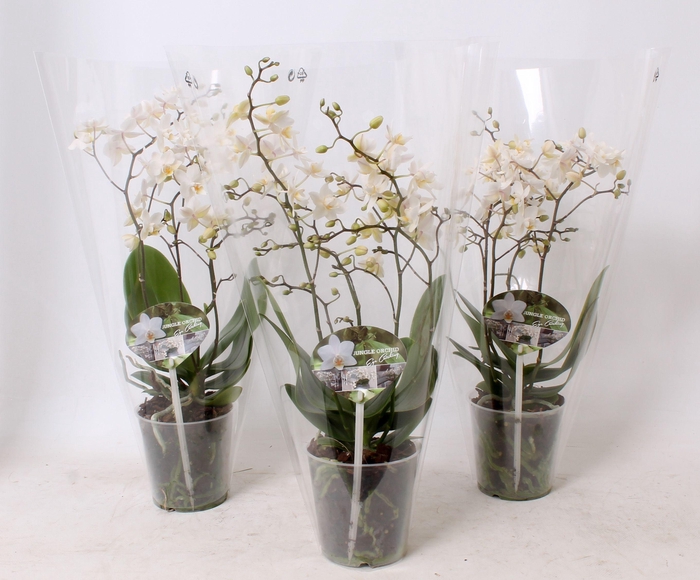 <h4>Phal. Multiflora 4-tak "Soft Cloud"</h4>