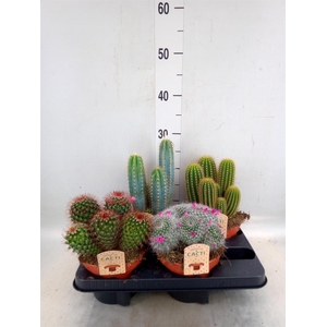 Cactus   ...mix