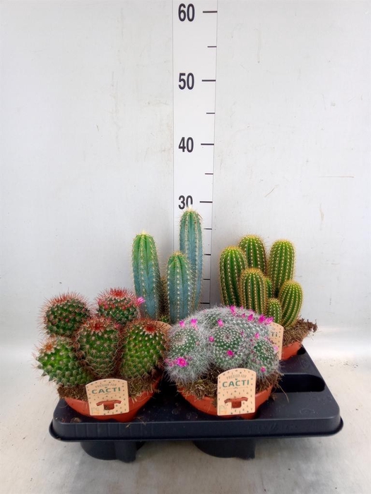 <h4>Cactus   ...mix</h4>