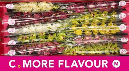 <h4>Cymb Mi Gemengd X10</h4>