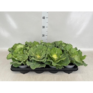 Brassica