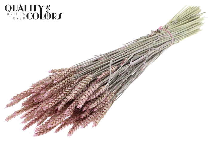 <h4>Triticum per bunch Pearl Pink</h4>