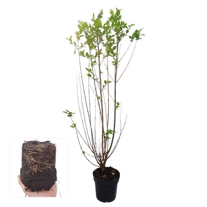 <h4>Ligustrum ovalifolium</h4>