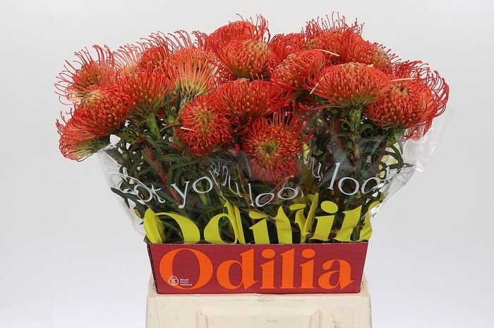 <h4>Nutans Succession</h4>