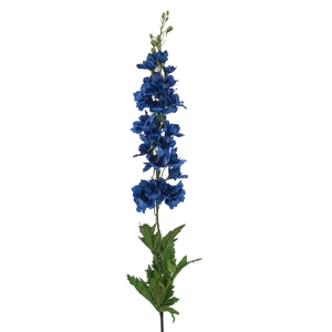 Delphinium 90cm
