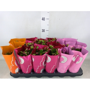 Schlumbergera   ...
