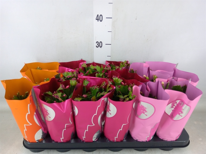 <h4>Schlumbergera   ...</h4>