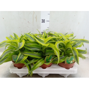 Dracaena frag. 'Lemon Surprise'