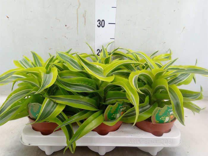 <h4>Dracaena frag. 'Lemon Surprise'</h4>