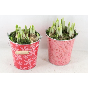 arr4 Narcis RN - Zink flower red pink