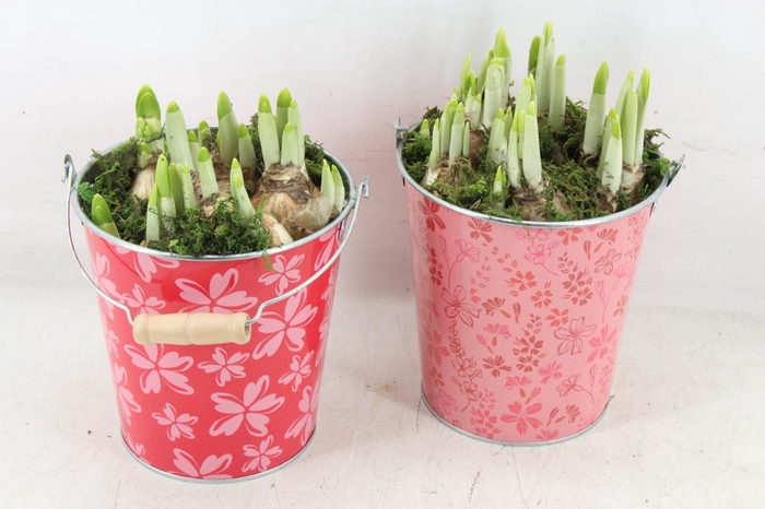 <h4>arr4 Narcis RN - Zink flower red pink</h4>