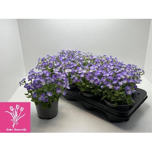 Aubrieta Fl. Blue Blush Bicolour 12Ø 19cm