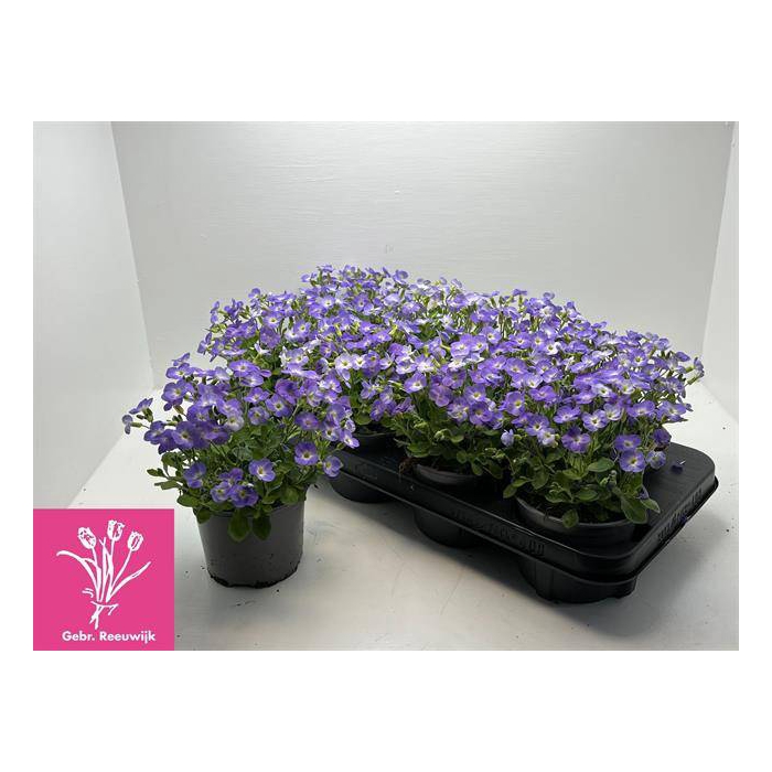 <h4>Aubrieta Fl. Blue Blush Bicolour 12Ø 19cm</h4>