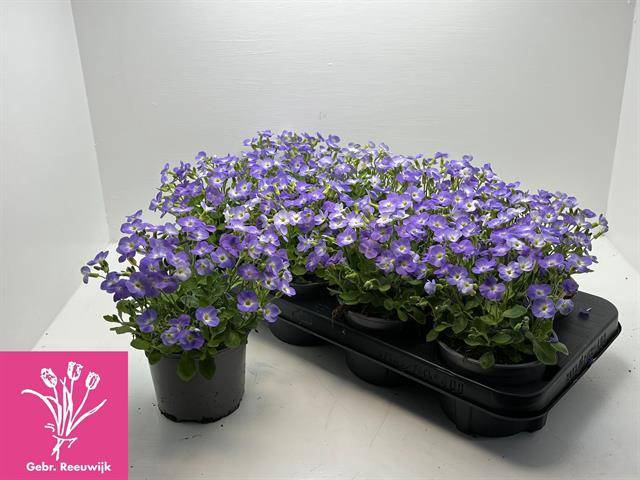 Aubrieta Fl. Blue Blush Bicolour 12Ø 19cm